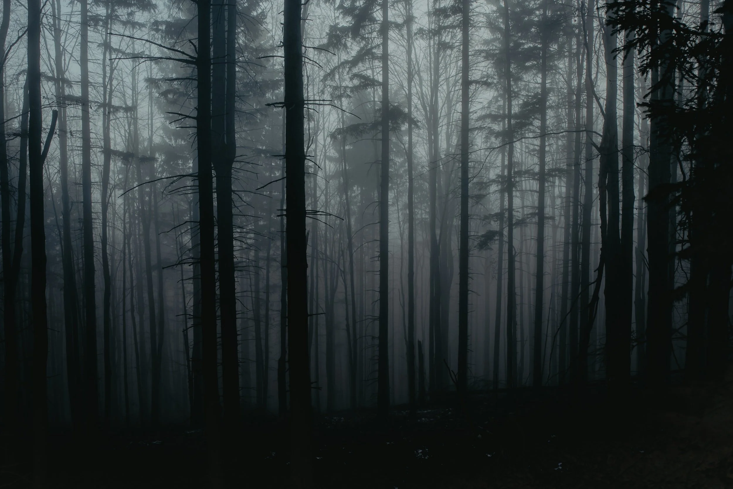 QC Haunted Forest