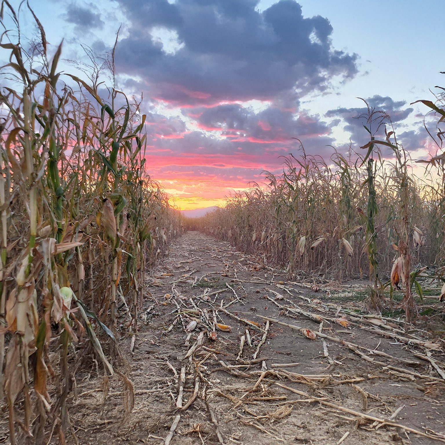 Schubert Farms Fall Festival โ farm_fall_attraction in Calhan, CO