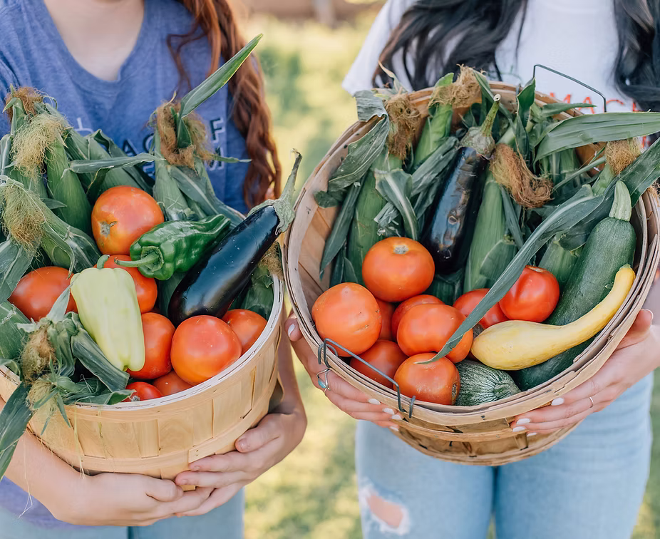Tolmachoff Farms Pumpkin Days and Corn Maze — farm_fall_attraction in Glendale, AZ