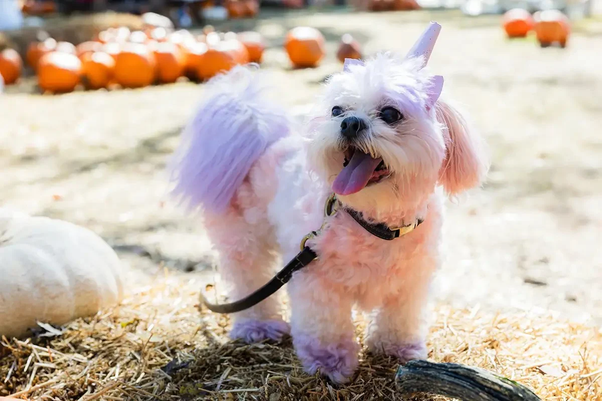 Halloween Pooch Party at Cheekwood