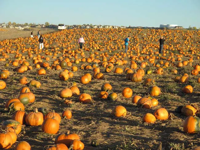 Rock Creek Farm Pumpkin Patch โ farm_fall_attraction in Broomfield, CO