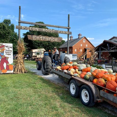 Pigeon Roost Farm Great Pumpkin Fun Center — farm_fall_attraction in Hebron, OH