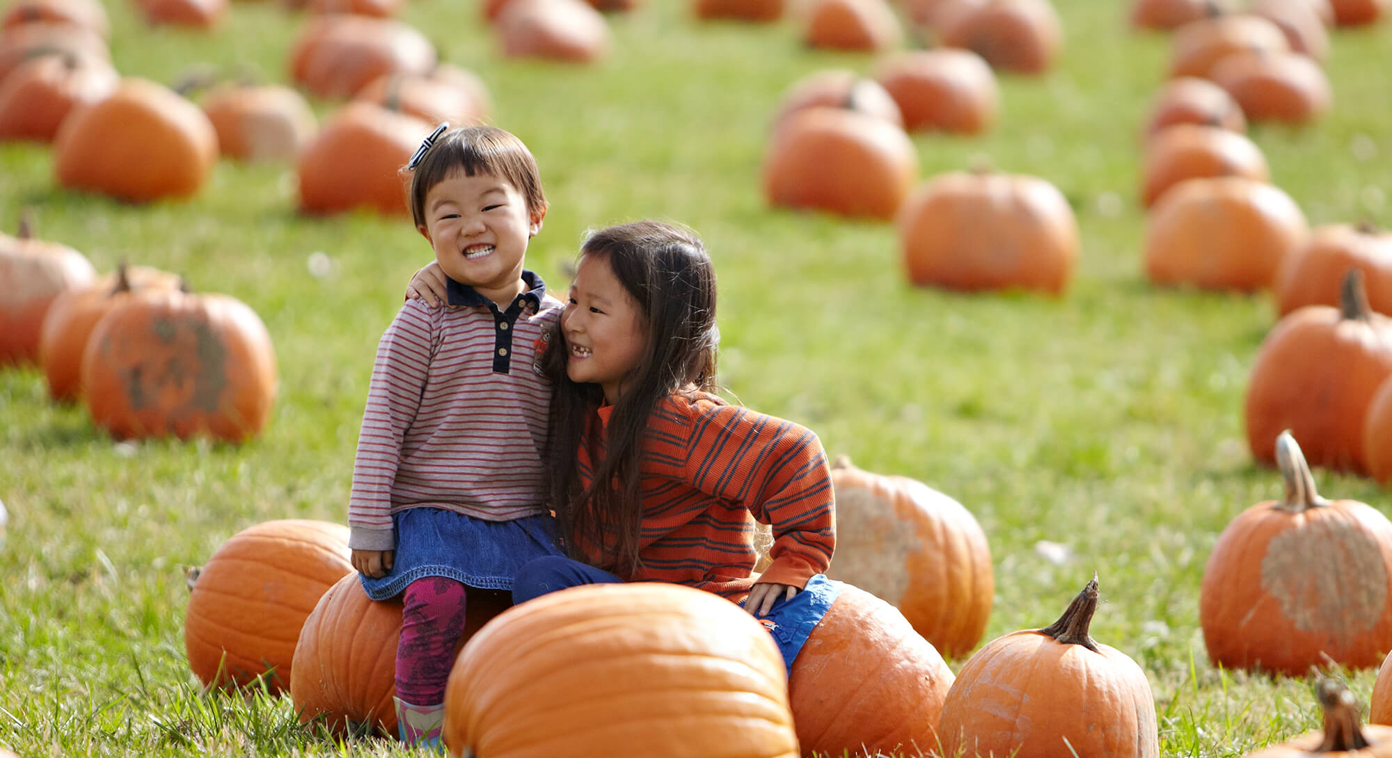 Plymouth Orchards and Cider Mill — farm_fall_attraction in Plymouth, MI
