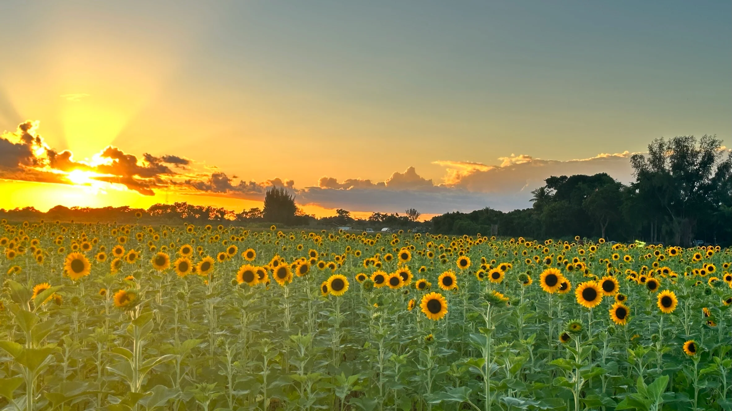 The Berry Farm Harvest Festival — farm_fall_attraction in Miami, FL