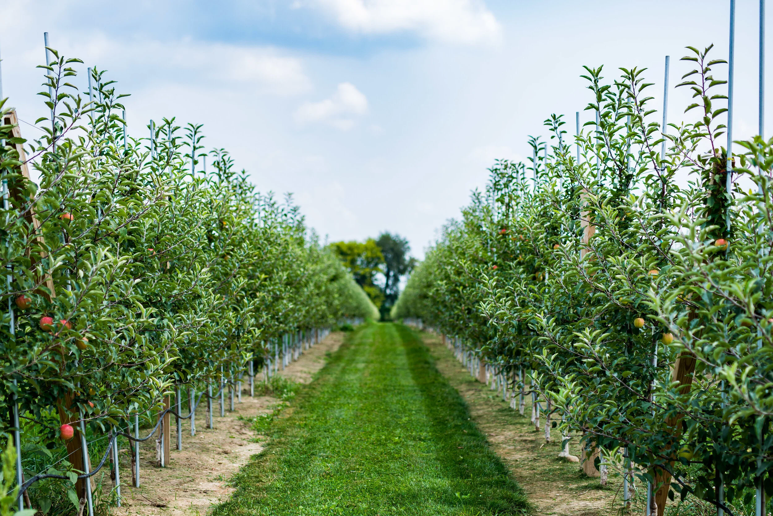 Edwards Apple Orchard — farm_fall_attraction in Poplar Grove, IL