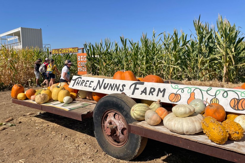 Three Nunns Farm Pumpkin Patch — farm_fall_attraction in Brentwood, CA