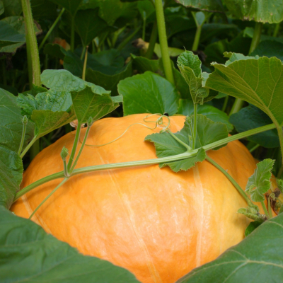 Jones Family Farms Pumpkinseed Hill — farm_fall_attraction in Shelton, CT
