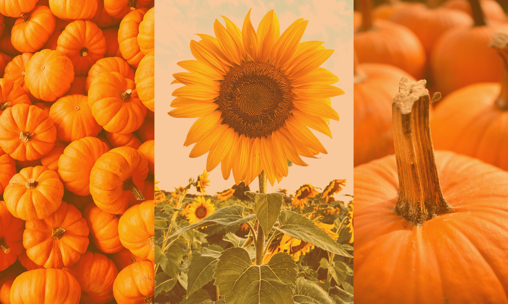 Washington Farms — farm_fall_attraction in Bogart, GA