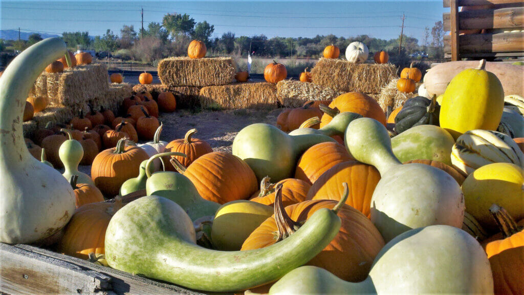 Lattin Farms Fall Festival โ farm_fall_attraction in Fallon, NV