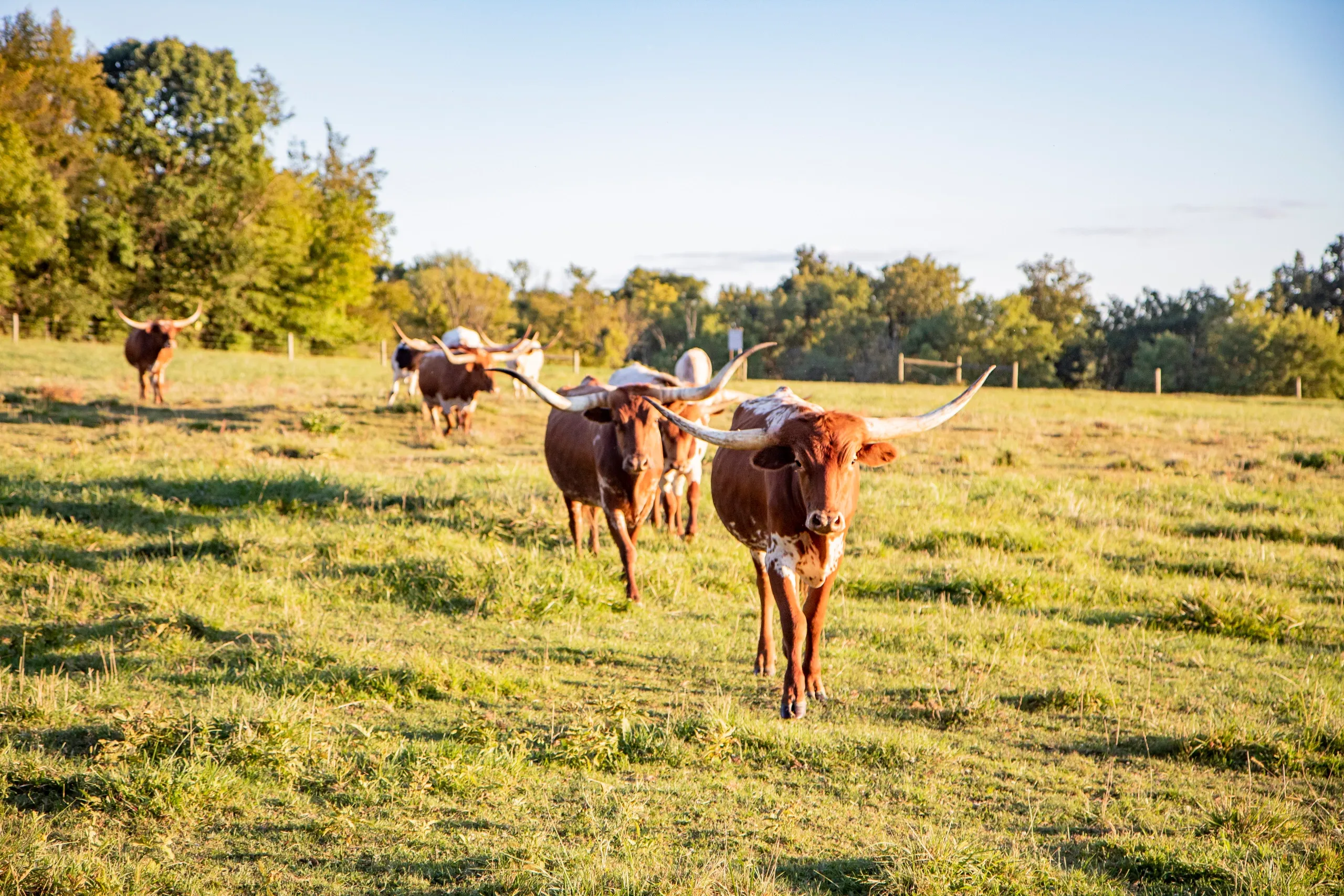 Fall Fest at Coleman Hay Farms — farm_fall_attraction in Chalfont, PA
