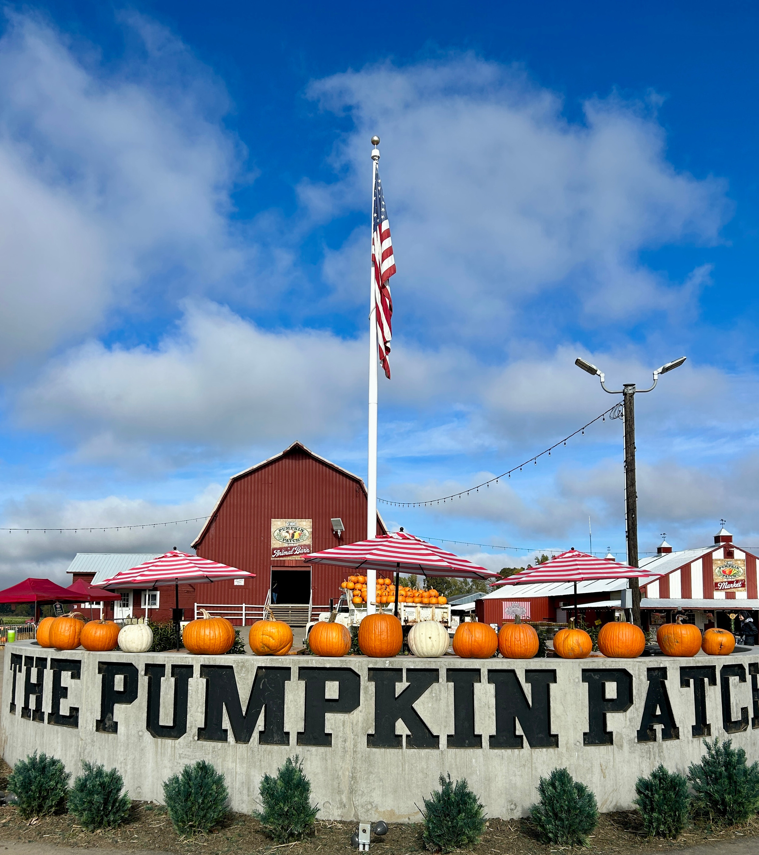 The Pumpkin Patch on Sauvie Island โ farm_fall_attraction in Portland, OR