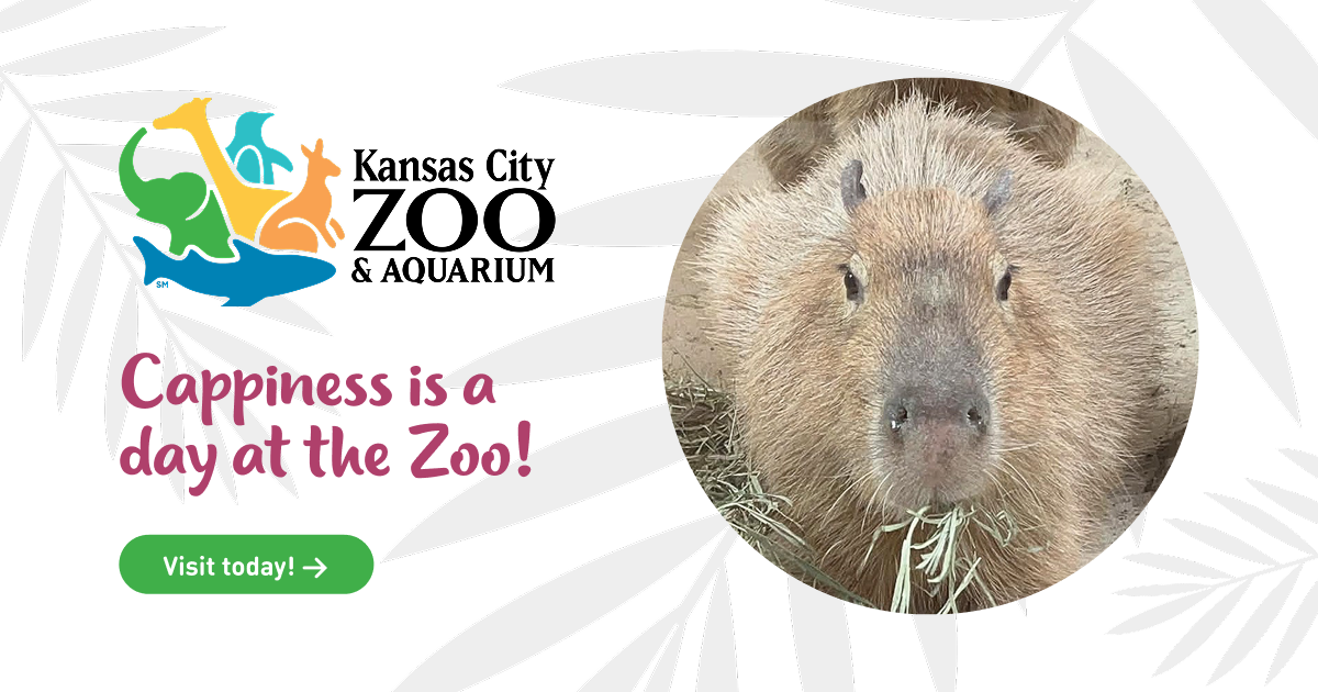 Boo at the Zoo Kansas City