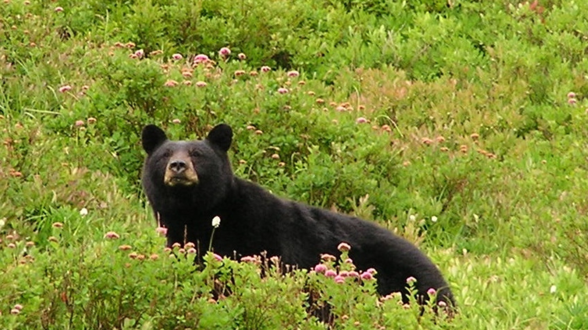 Family Halloween Fest at Santa Fe Botanical Garden โ halloween_event in Santa Fe, NM